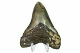 Fossil Megalodon Tooth - North Carolina #145445-2